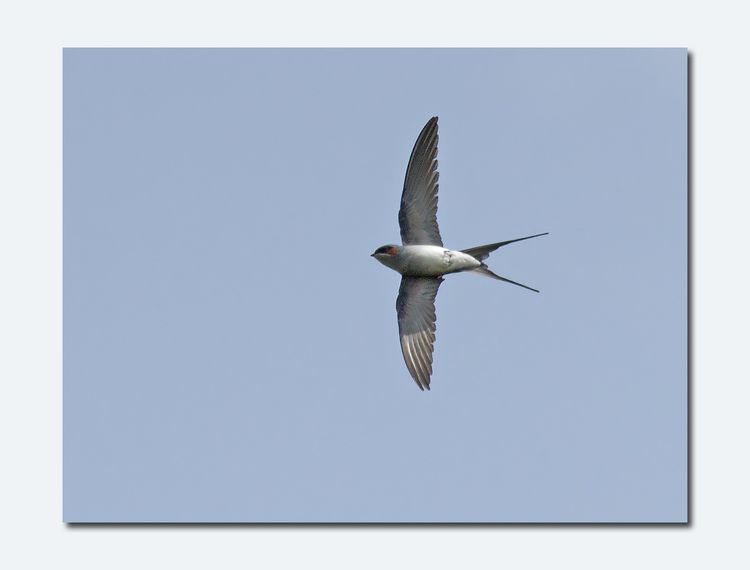 Tree-swift