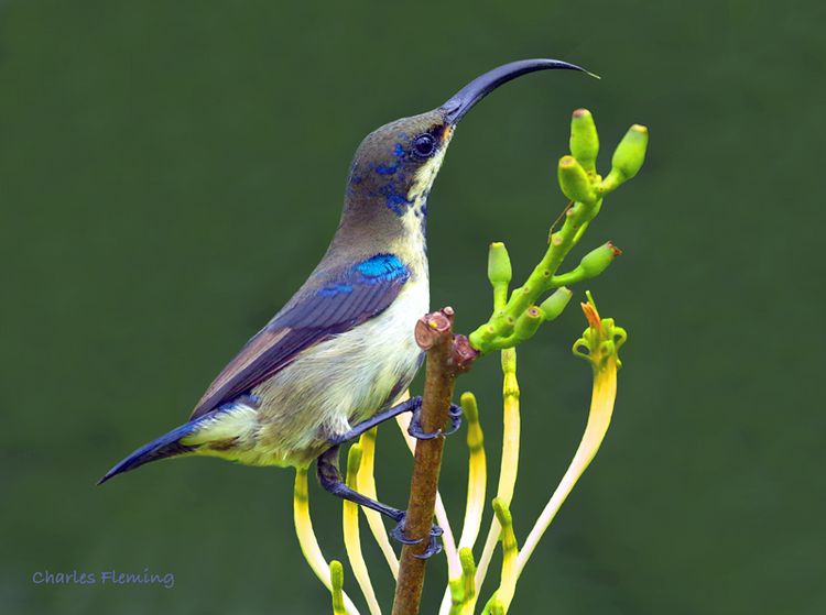 Lotens Sunbird