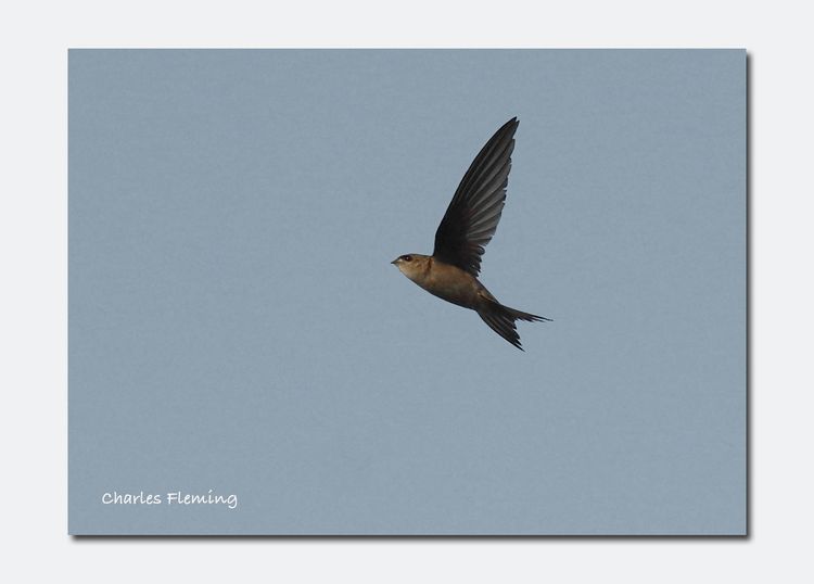 Palm Swift Palm Swift