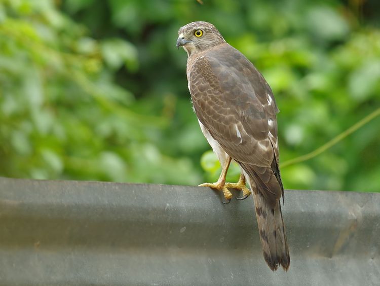 158351693.K0HbGogZ.158351693.IRz8WbG8.IMGP7530_edited1