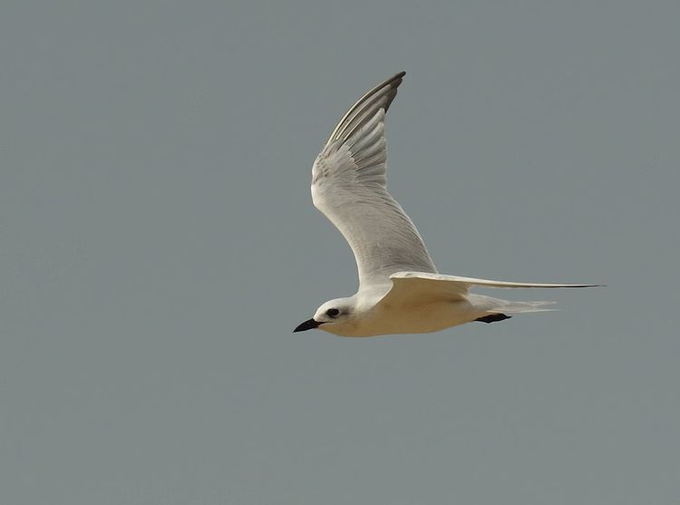 Gull-billed Tern Gull-billed Tern
