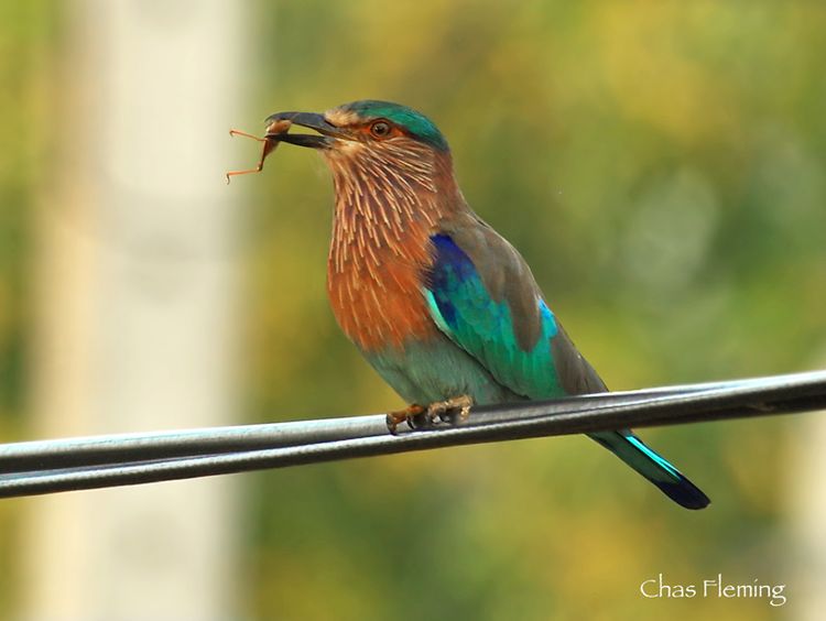 Indian Roller