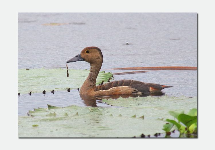 Whistling Duck
