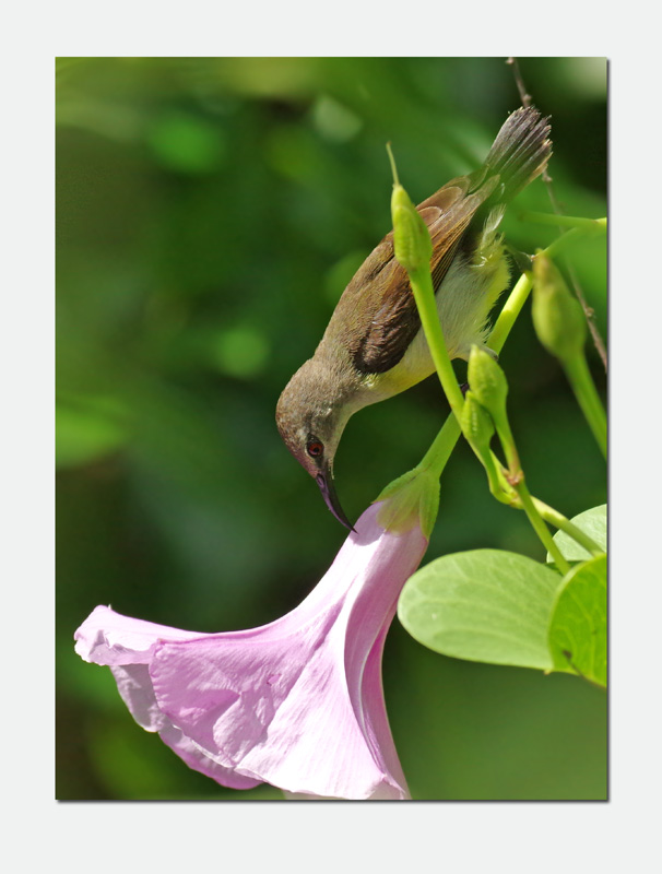 Female Sunbird_edited-1