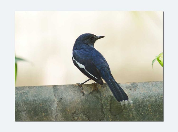 Magpie Robin_edited-1