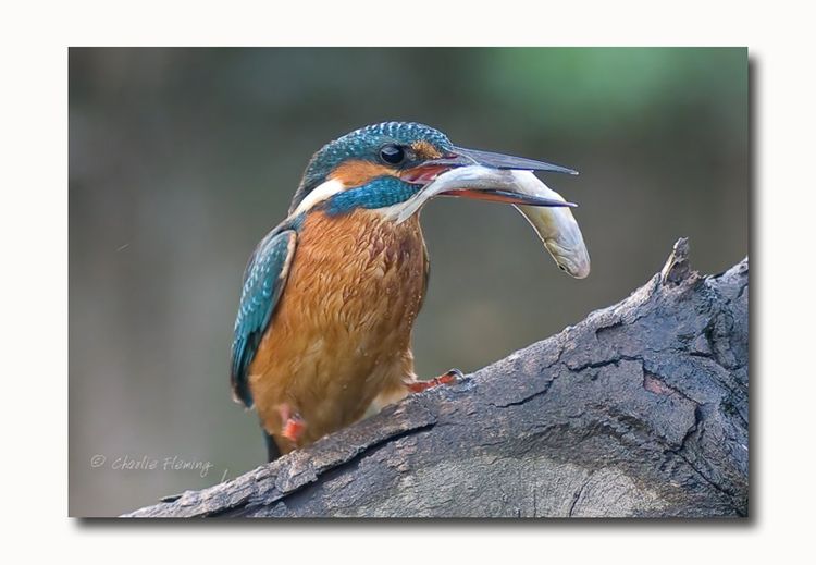 129704403.WvEboLIC 129704403.WvEboLIC