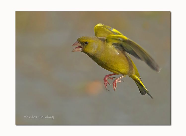 Greenfinch Male 2_edited-1