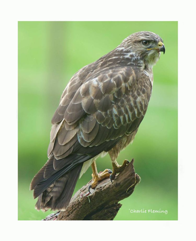 Buteo buteo Buteo buteo