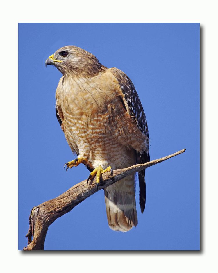 Red - shouldered Hawk Red - shouldered Hawk