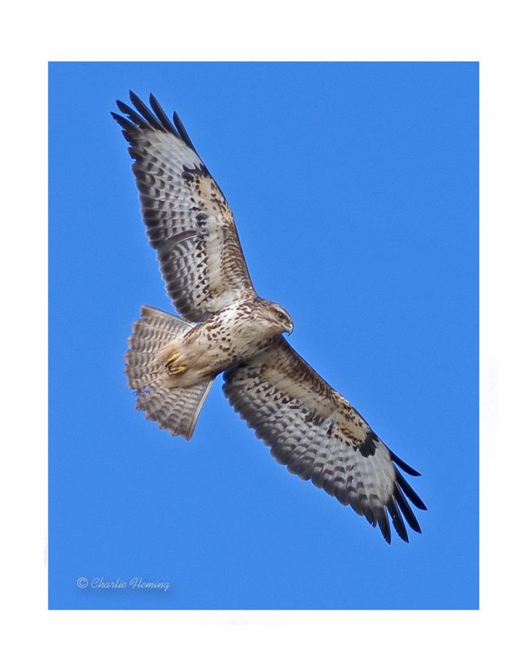 Buteo in flight Buteo in flight