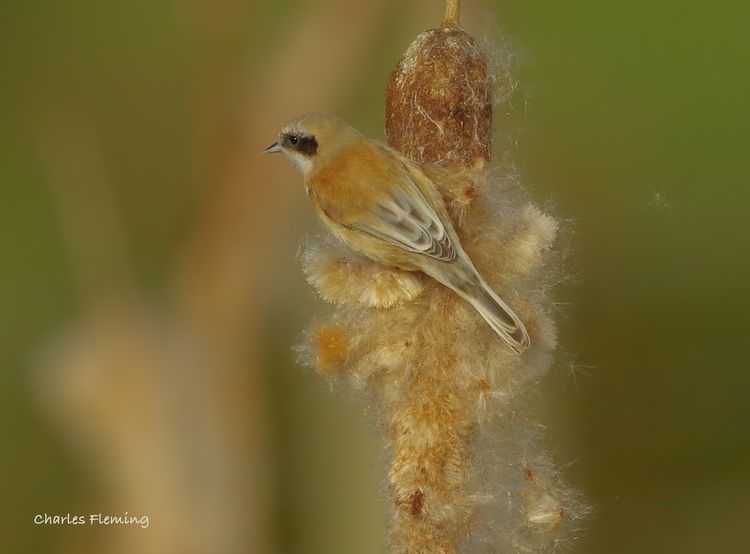 Penduline Tit