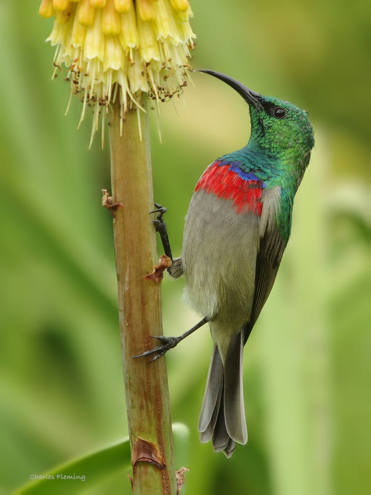 Sunbird nectaring