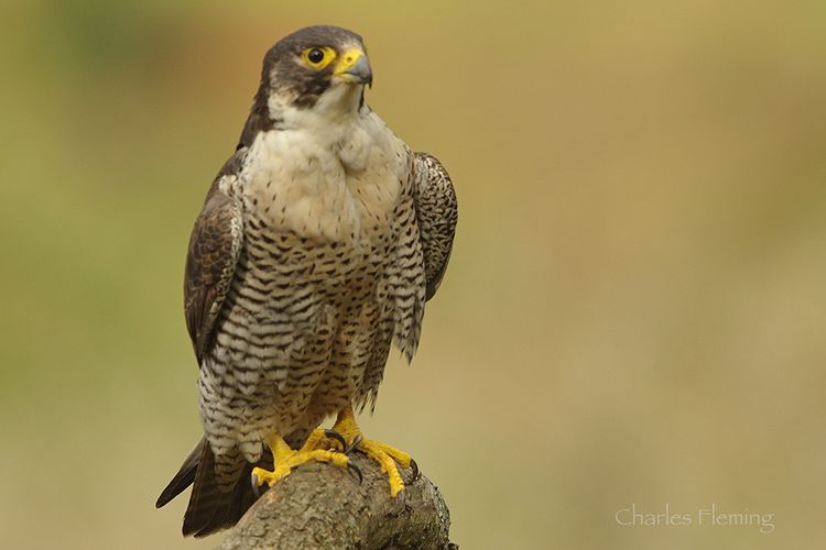 The Falcon at last b.