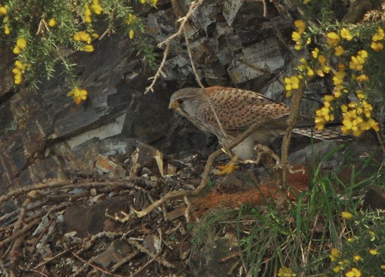 Kestrel on her nest