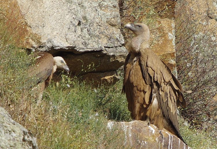 Griffon