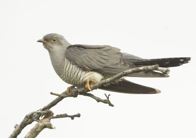 CHAS2802female