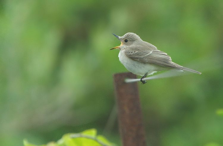 Juvenile Spotted Flycatcher