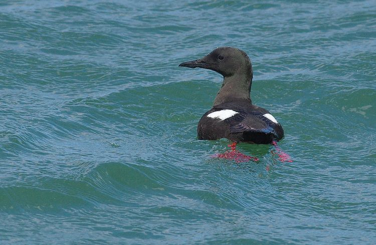 6a00e54ef87d40883301b8d1450993970c-750wi