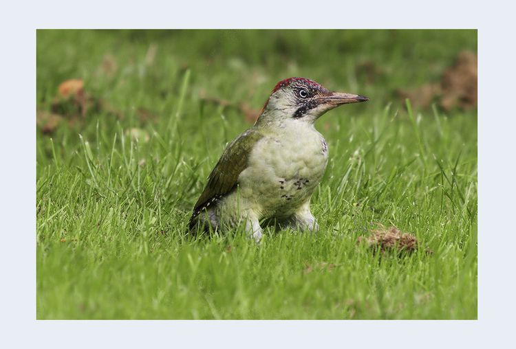 CHAS9322axxa CHAS9322axxa