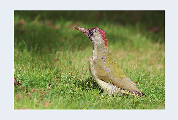 CHAS9345ab CHAS9345ab