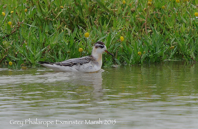 Grey Phalarope Exminster Marsh
