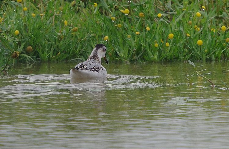 Grey Phal2