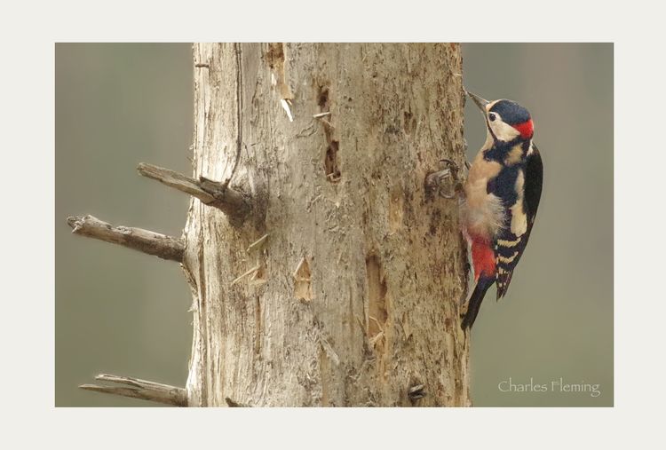 Woodpecker