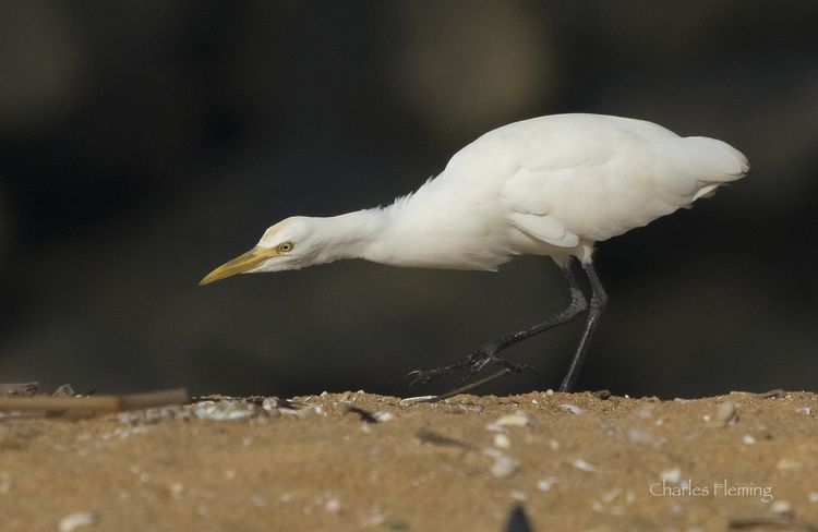 Cattle Egret on the hunt