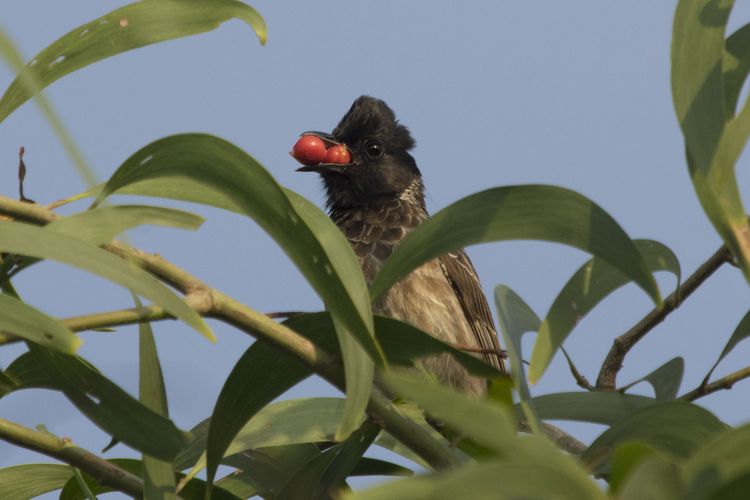Beri-beri