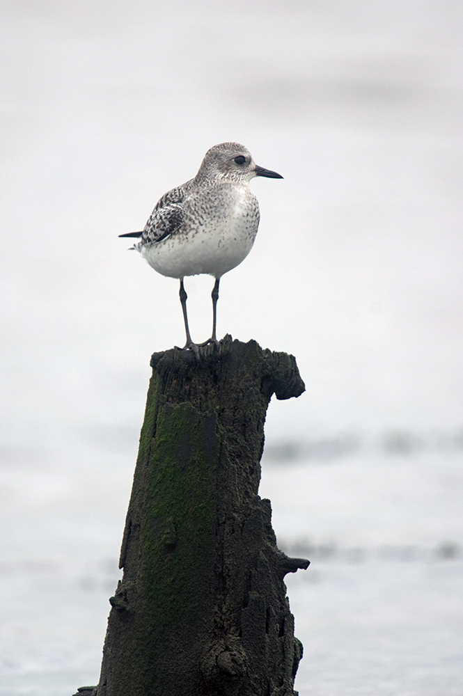 Plover on a perch Plover on a perch