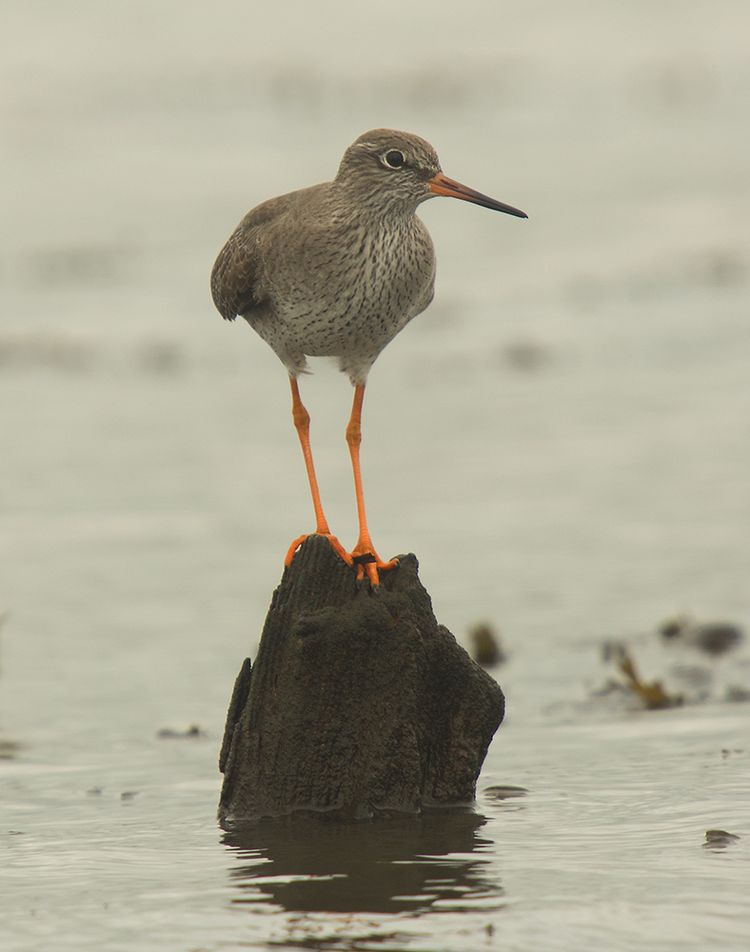 Redshank Redshank