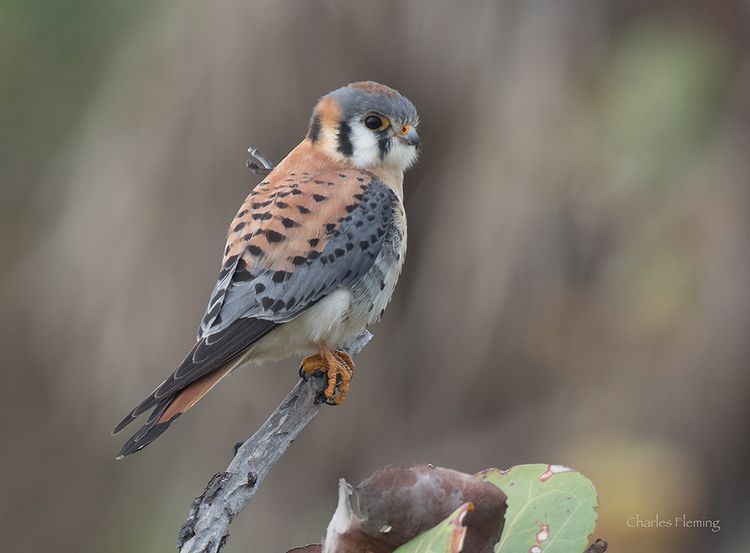 American Kestrel
