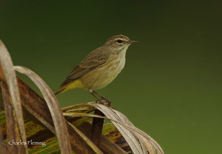 CHAS0886done CHAS0886done