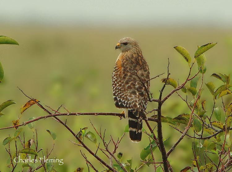 CHAS0975xxxx CHAS0975xxxx