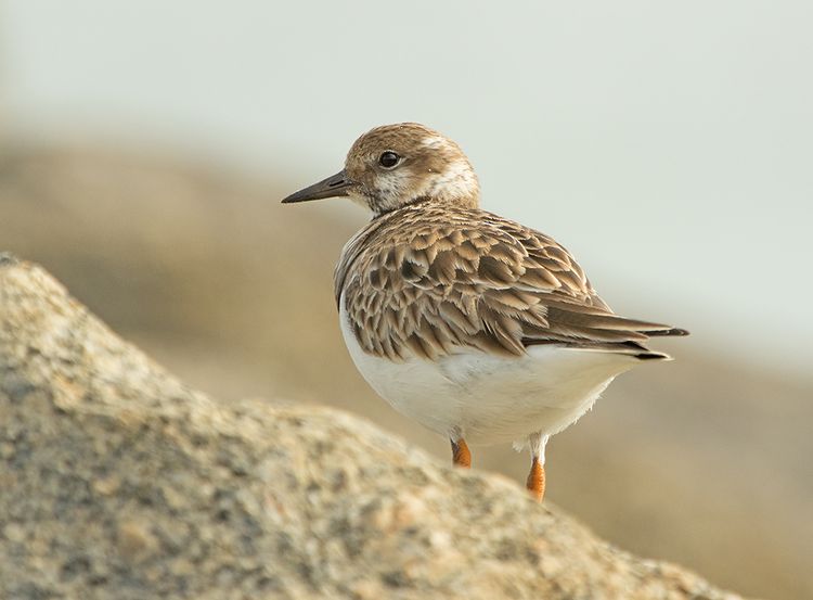 Turnstone