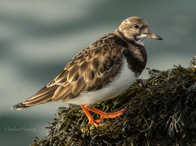 CHAS9314bg CHAS9314bg