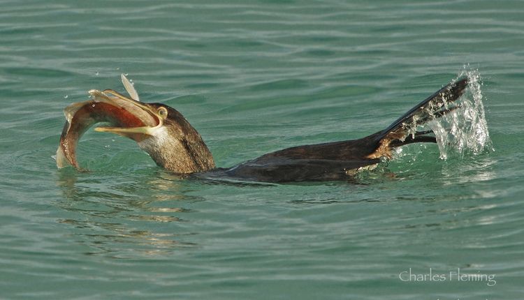 CHAS8786bgx CHAS8786bgx