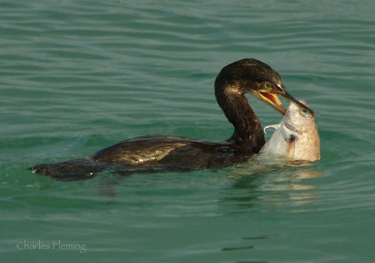 CHAS8750xx CHAS8750xx