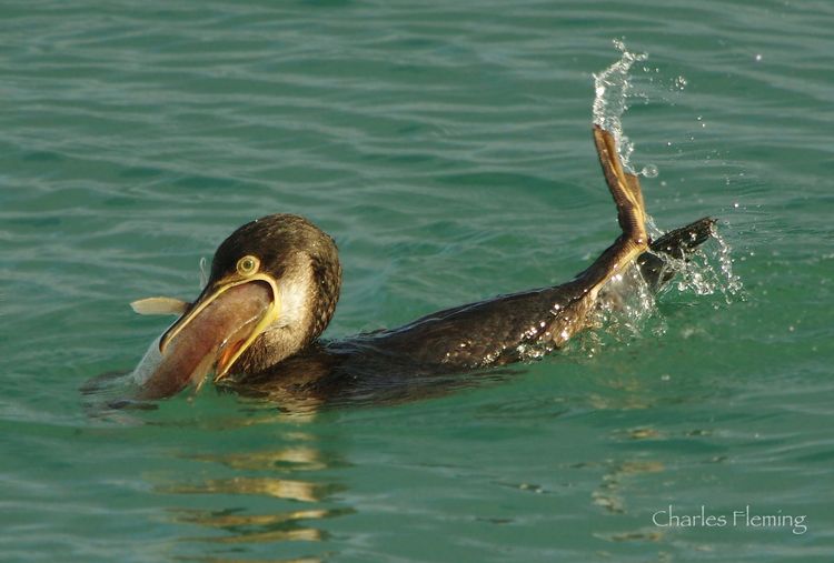 CHAS8772bg CHAS8772bg