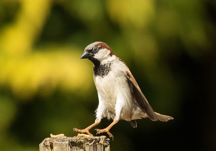 CHAS2100aaa CHAS2100aaa