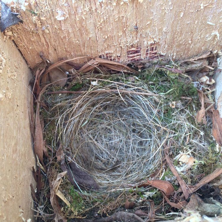 Nest