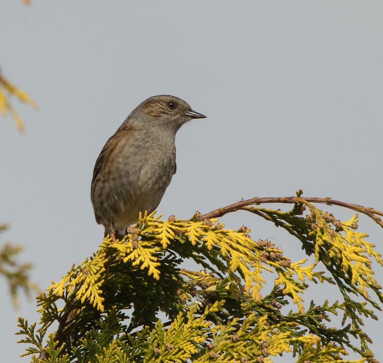 Dunnock