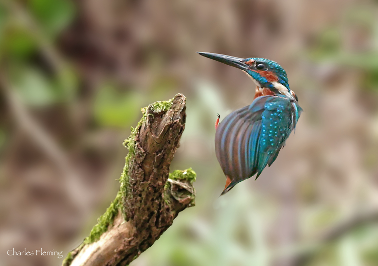 Undercarriage down 2a