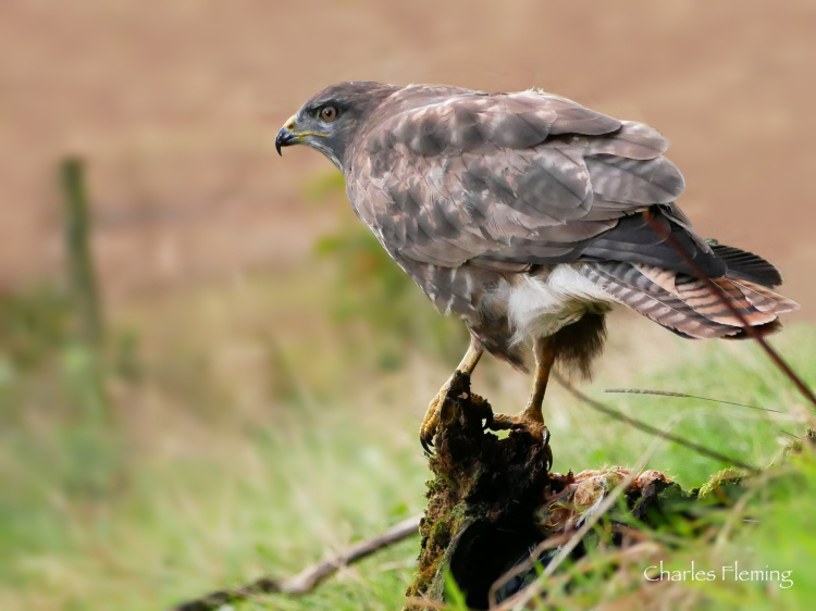 The adult Buzzard