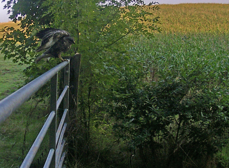 Buzzard on the gate