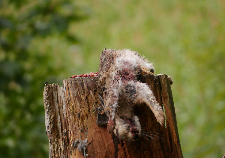 Rabbit carcass