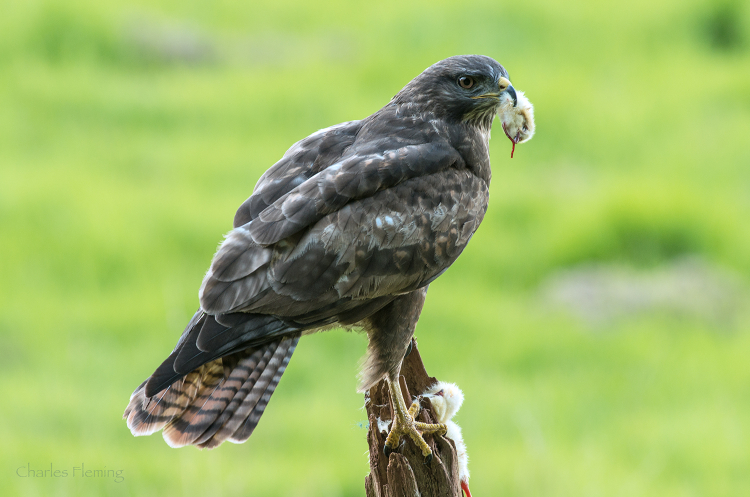 IMGP0554bg IMGP0554bg