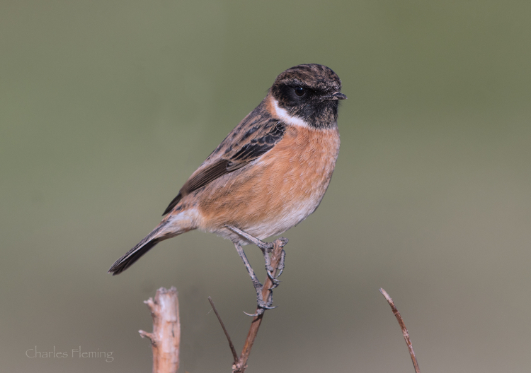 IMGP2486ab IMGP2486ab