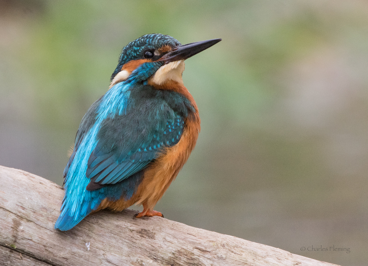 IMGP3598bg IMGP3598bg