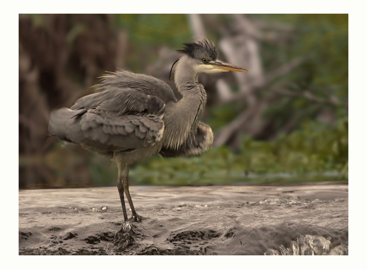 Grey Heron sharpened